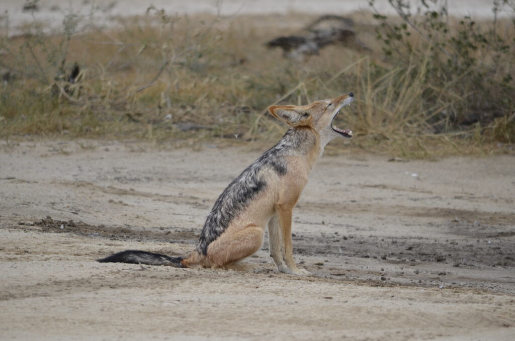 safari al Kgalagadi